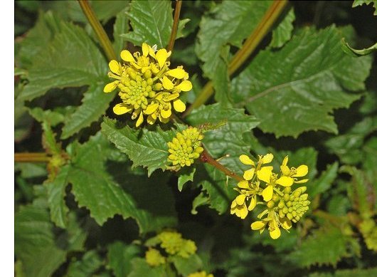 Sinapis arvensis L.